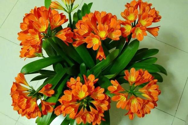 吃剩的海鲜壳可别扔，铺一层在盆底，长寿花长满花骨朵！