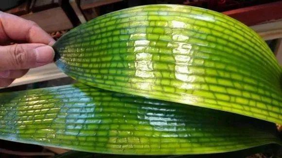 吃剩的海鲜壳可别扔，铺一层在盆底，长寿花长满花骨朵！