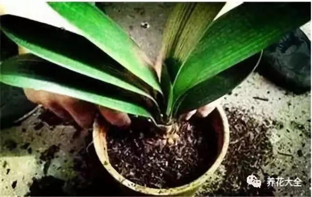 吃剩的海鲜壳可别扔，铺一层在盆底，长寿花长满花骨朵！