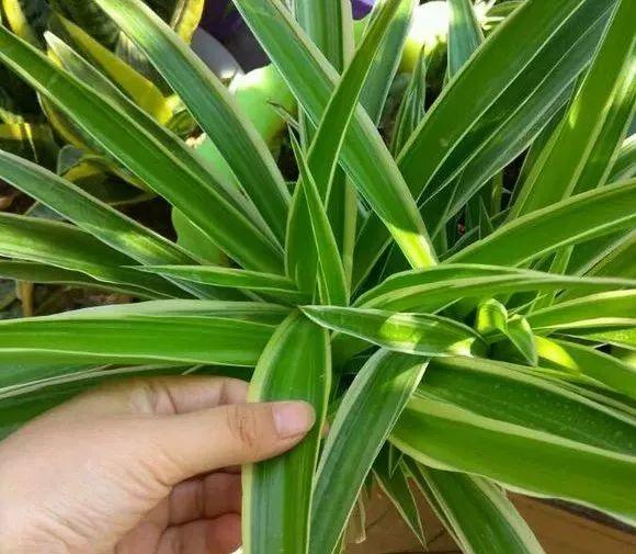 吃剩的海鲜壳可别扔，铺一层在盆底，长寿花长满花骨朵！