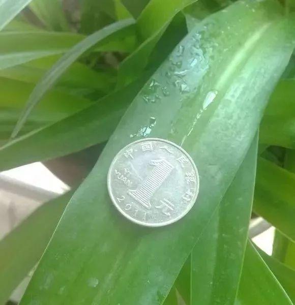 吃剩的海鲜壳可别扔，铺一层在盆底，长寿花长满花骨朵！