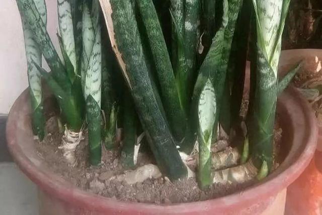 吃剩的海鲜壳可别扔，铺一层在盆底，长寿花长满花骨朵！