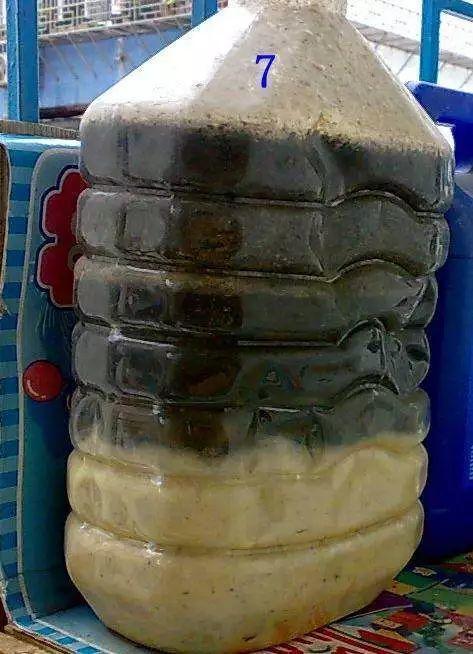 吃剩的海鲜壳可别扔，铺一层在盆底，长寿花长满花骨朵！