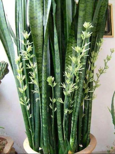 吃剩的海鲜壳可别扔，铺一层在盆底，长寿花长满花骨朵！