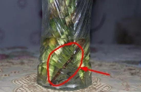 吃剩的海鲜壳可别扔，铺一层在盆底，长寿花长满花骨朵！