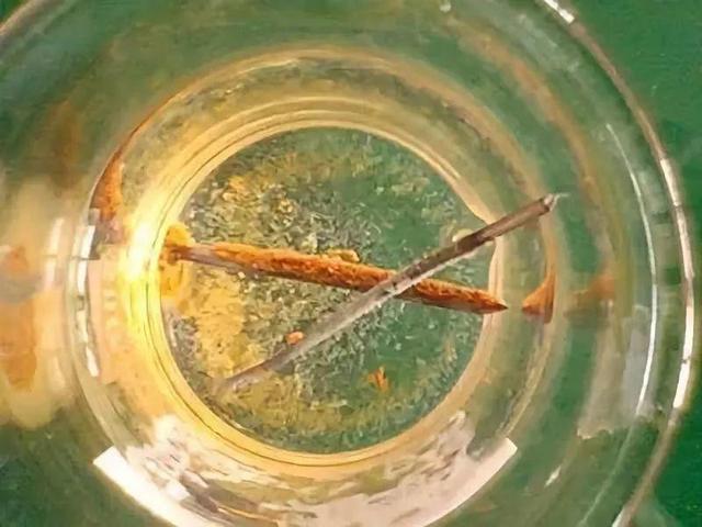 吃剩的海鲜壳可别扔，铺一层在盆底，长寿花长满花骨朵！