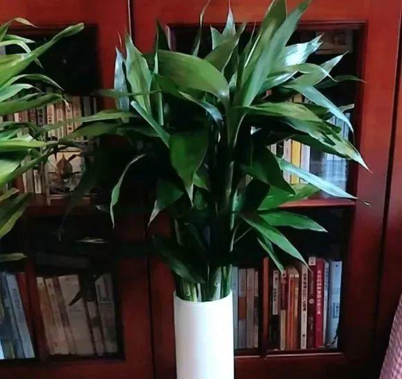 吃剩的海鲜壳可别扔，铺一层在盆底，长寿花长满花骨朵！