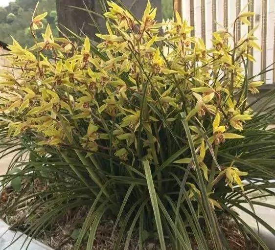 吃剩的海鲜壳可别扔，铺一层在盆底，长寿花长满花骨朵！