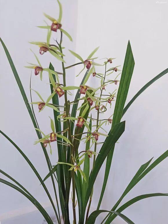 吃剩的海鲜壳可别扔，铺一层在盆底，长寿花长满花骨朵！