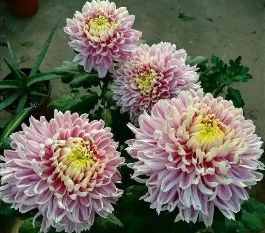 吃剩的海鲜壳可别扔，铺一层在盆底，长寿花长满花骨朵！