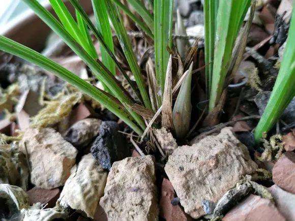 吃剩的海鲜壳可别扔，铺一层在盆底，长寿花长满花骨朵！