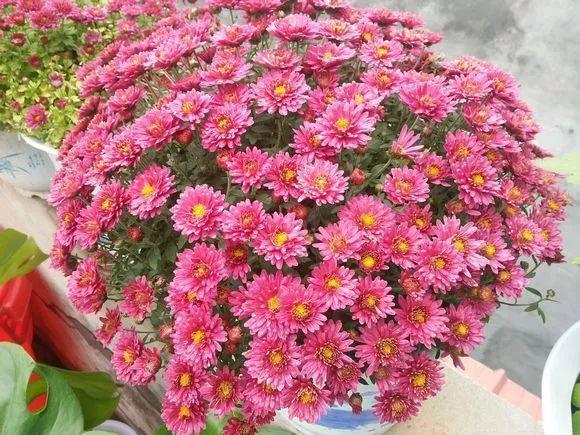 吃剩的海鲜壳可别扔，铺一层在盆底，长寿花长满花骨朵！