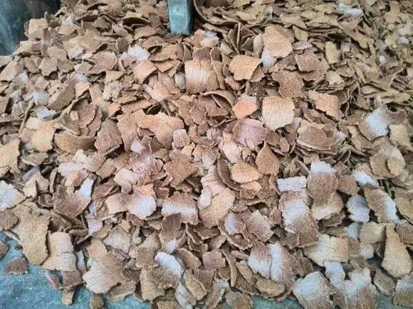 吃剩的海鲜壳可别扔，铺一层在盆底，长寿花长满花骨朵！