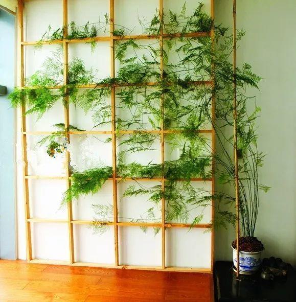 吃剩的海鲜壳可别扔，铺一层在盆底，长寿花长满花骨朵！