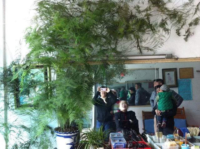 吃剩的海鲜壳可别扔，铺一层在盆底，长寿花长满花骨朵！