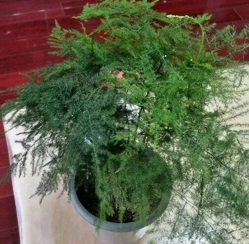 吃剩的海鲜壳可别扔，铺一层在盆底，长寿花长满花骨朵！