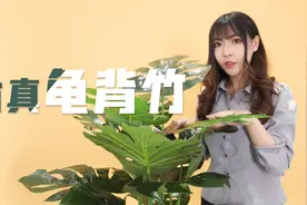 懒人室内装饰的小技巧，大叶片的龟背竹搭配文艺范花盆效果赞爆视频封面
