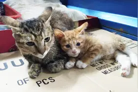 可怜小猫腿断被弃街头等死，小伙及时救助，喵星人卖萌感恩黏主人视频封面
