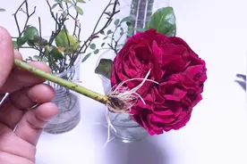月季花扦插，只需要一杯自来水就能生根，最快两周就能定植视频封面