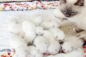 母猫一胎16只，破猫界吉尼斯记录了，宠主：我也很绝望啊！视频封面