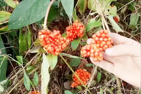农村大山里有一种像石榴一样的东西，卖到了几百块一斤，你认识吗视频封面