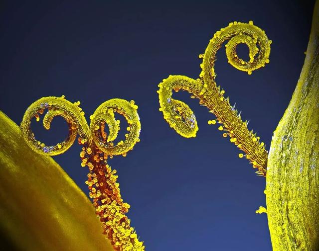 在你视线之内你却永远无法看到的宇宙：20张美到飙泪的照片！