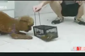 耗子算什么，萌宠狗狗有“特长”，就爱逮耗子，技术一级棒视频封面