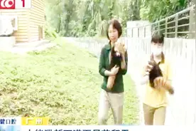 小熊猫从树上摔下来装哭 求饲养员哄抱抱视频封面