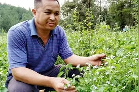 壮哥用“”神器“”才除掉的杂草，知道叫啥吗？还是一味有用中药