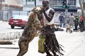 鬣狗为什么不攻击人类，鬣狗是猫科还是犬科？