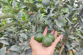 柑橘产生僵果，怎么也长不大，什么原因呢？图片