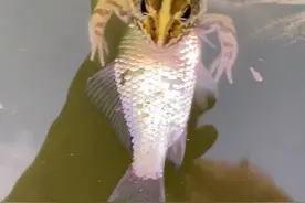 罕见！江苏男子河边钓鱼，碰到青蛙捕食鲫鱼，男子：鱼跟蛙一样大图片