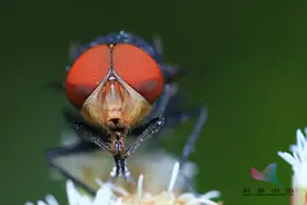 苍蝇为什么总喜欢"搓手"？还会把头拧下来玩？图片