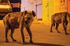 夜晚鬣狗走上街头，当地人走到兽群中间 500多年皆是如此图片