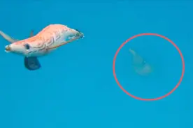 水下拍摄，墨斗鱼咬钩喷墨全过程，钓着也很爽！