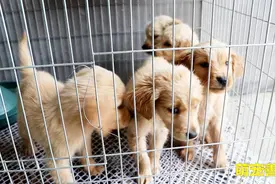 两个月猫和两个月狗看见镜头什么区别，差距只带一个萌！