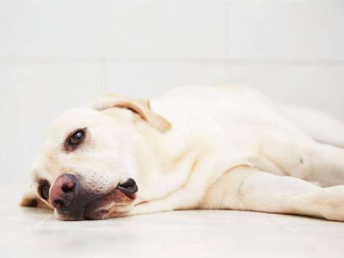 狗狗贫血怎么办？宠主切记不能盲目补血，分清病因是关键