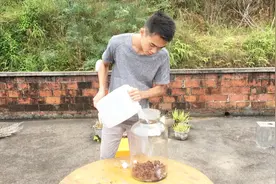 家里的荔枝干太多吃不完，农村小哥拿来泡荔枝酒，够喝一段时间了