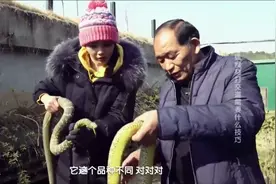 湖南大叔，为做宁乡口味蛇，养殖大王蛇，一年利润高达上百万