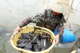 外来物种入侵中国，竟在中国泛滥成灾，吃货表示很无奈视频封面