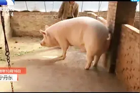 千斤肥猪没人敢买，养猪人骑猪视频上网求关注视频封面