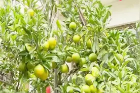 一棵橘树长出11个品种 青村镇果树能手爱嫁接视频封面