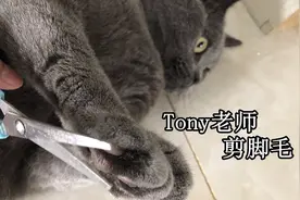 “Tony老师”给猫咪修剪脚毛，猫：麻烦稍微修一下，不要剪太短！视频封面