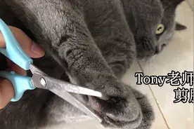 “Tony老师”给猫咪修剪脚毛，猫：麻烦稍微修一下，不要剪太短！