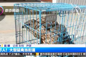 大街上遛老鹰~这是国家二级保护动物猎隼视频封面