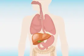 肚子左侧常见脏器分布 看完就可能知道肚子左边疼怎么回事了