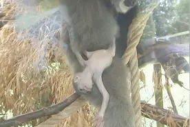 你见过刚出生的银白长臂猿宝宝吗？黑色的大眼睛，紧紧抱着妈妈视频封面