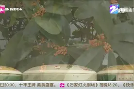 桂花龙井正当时，香上加香众人夸视频封面