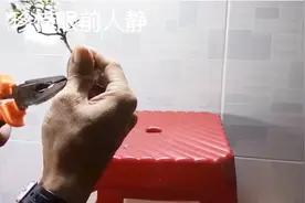小棵六月雪制作成能放在掌心的微型盆景，小巧玲珑，要如何制作呢视频封面
