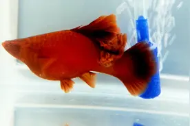 精品高鳍红剑鱼，2块钱一条？200也拿不下呀，它是观赏鱼比赛冠军视频封面